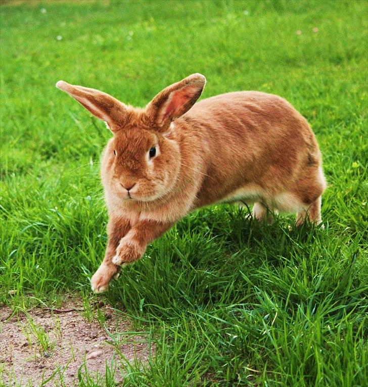 Kanin Tiger billede 1