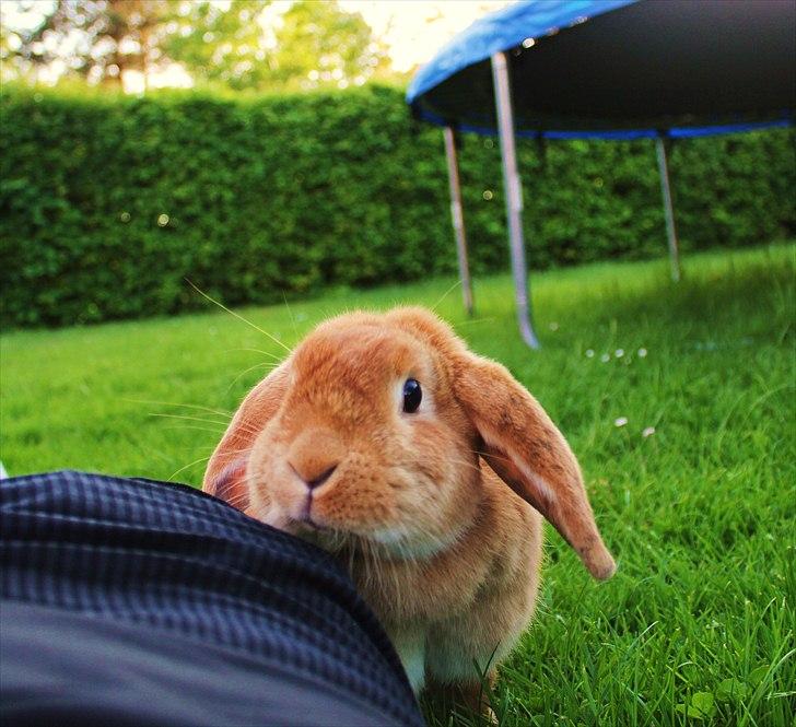 Kanin Tiger billede 12