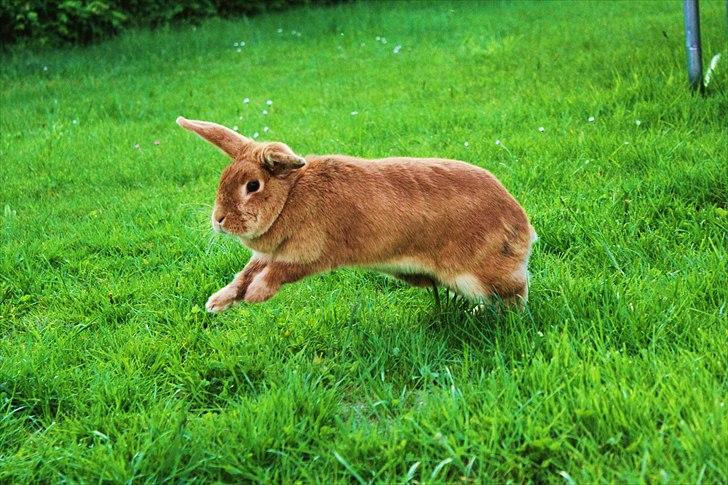 Kanin Tiger billede 8