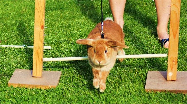 Kanin Tiger billede 19