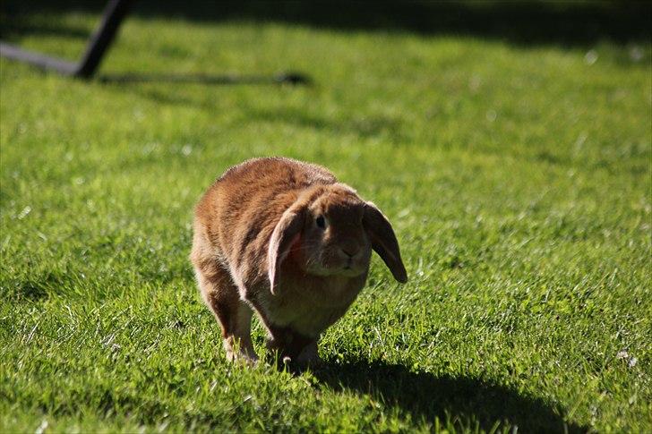 Kanin Tiger billede 20