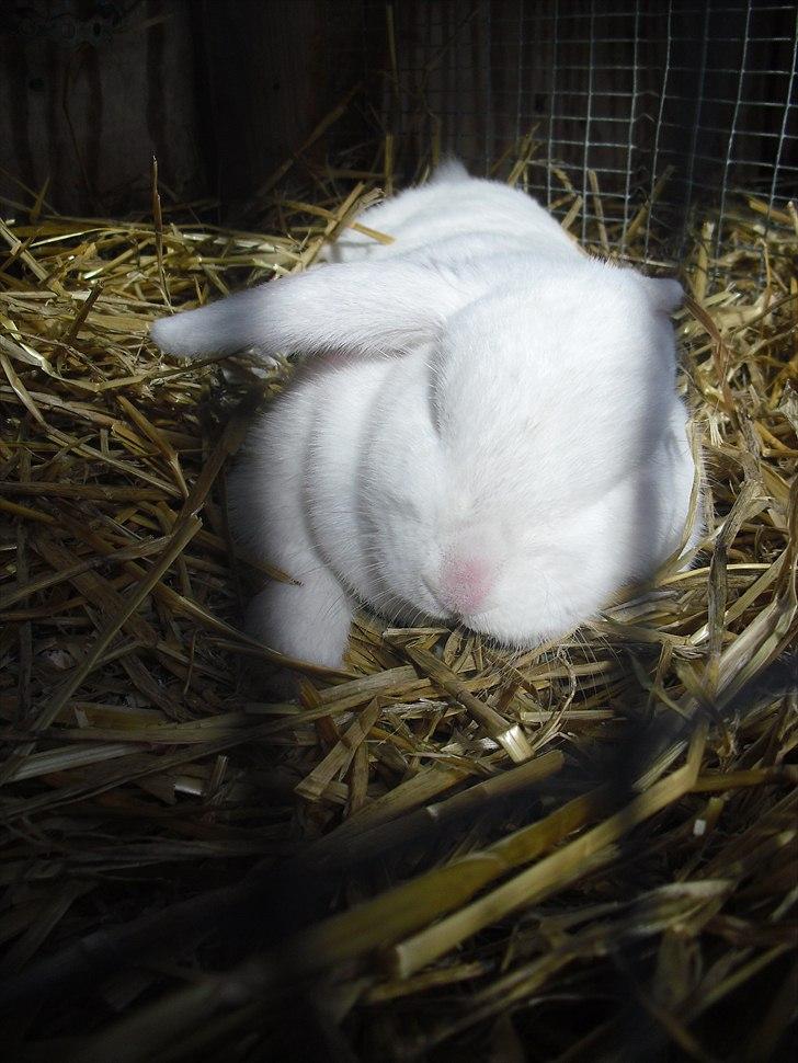 Kanin Snehvide<3 billede 17