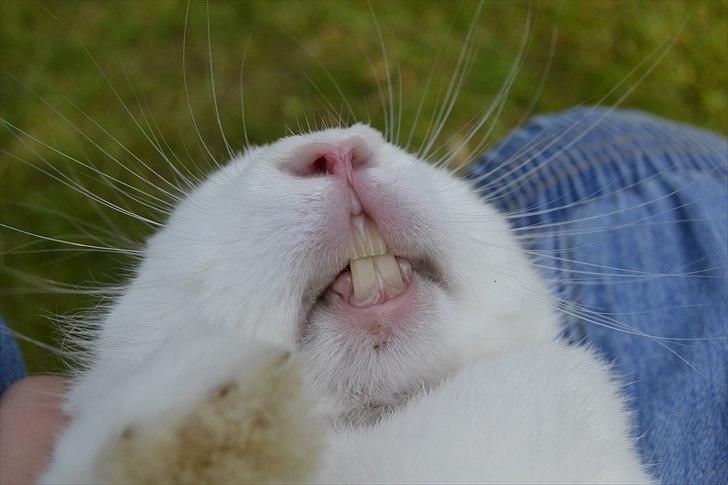 Kanin Snehvide<3 - Bisser xD billede 18