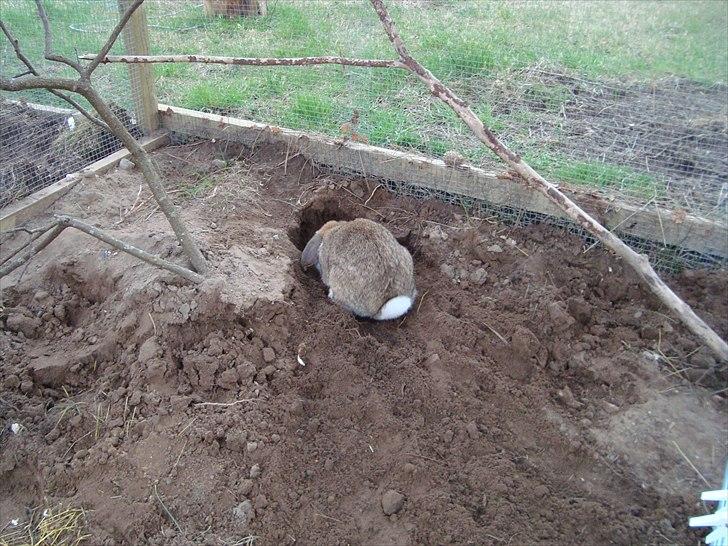 Kanin Talullah billede 9