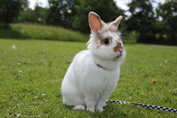 Kanin Freddie - Foto: Mig billede 12