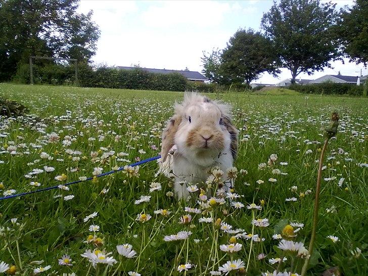 Kanin Numse (R.I.P min elskede dreng)  billede 2