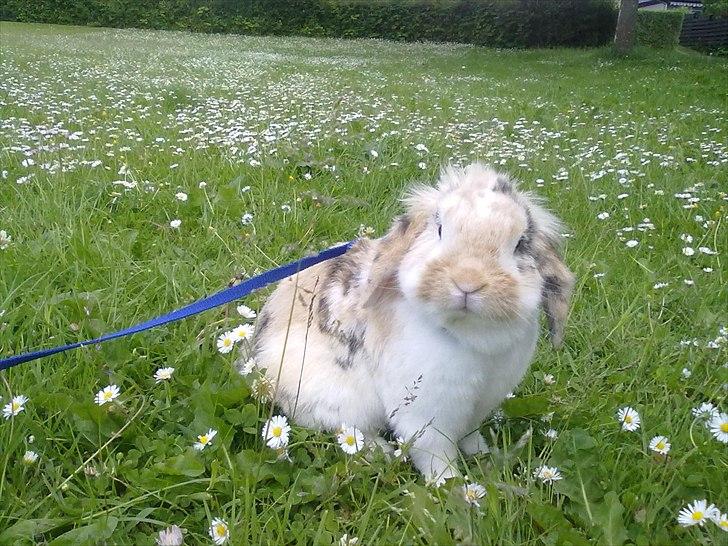 Kanin Numse (R.I.P min elskede dreng)  billede 1