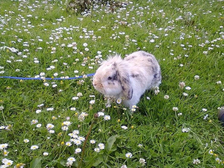 Kanin Numse (R.I.P min elskede dreng)  billede 5