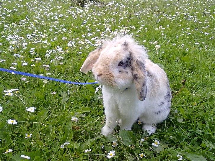 Kanin Numse (R.I.P min elskede dreng)  billede 4