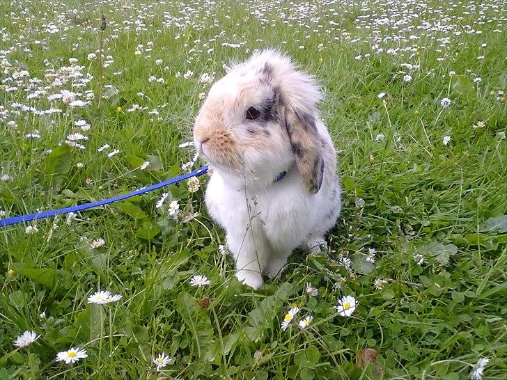 Kanin Numse (R.I.P min elskede dreng)  billede 3