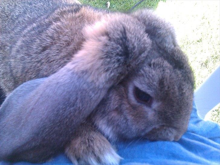Kanin BENT MIN ØJESTEN  billede 6