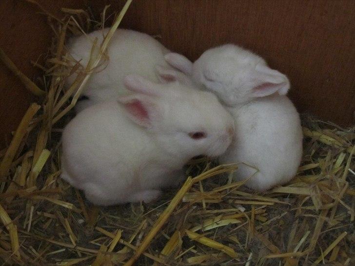 Kanin Momli's Princess Minnie :-)<3 billede 1