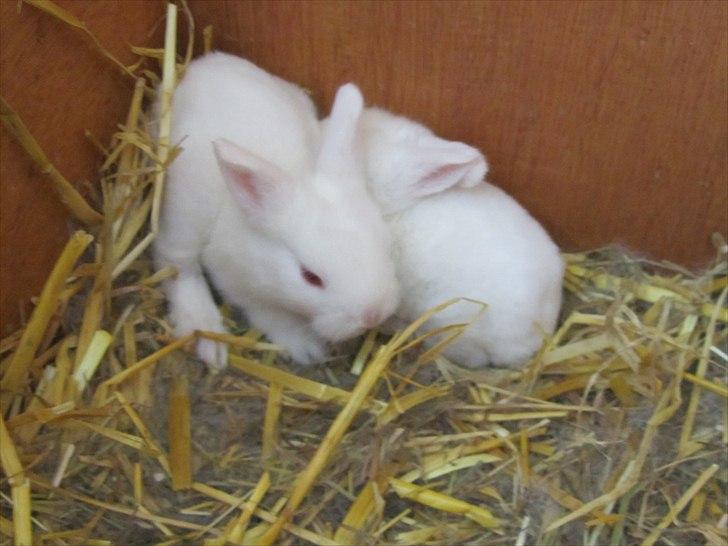 Kanin Momli's Princess Minnie :-)<3 - Hun er den der gemmer sit hoved. :D billede 2