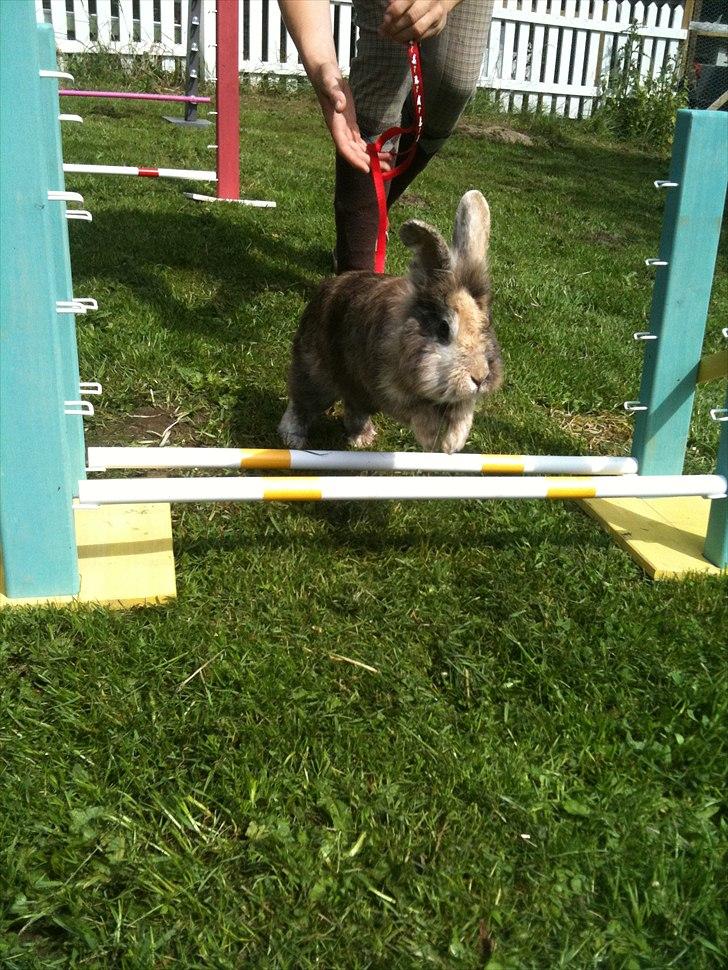 Kanin bobbie the famous billede 9