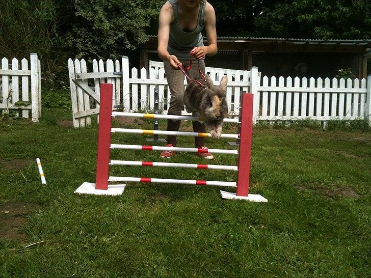 Kanin bobbie the famous - Se mig jeg kan springe!! billede 10