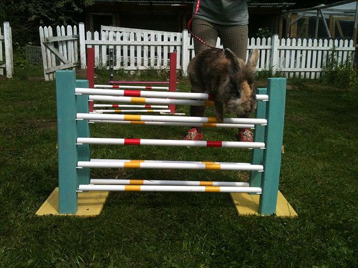 Kanin bobbie the famous - I belive i can flye!! billede 11