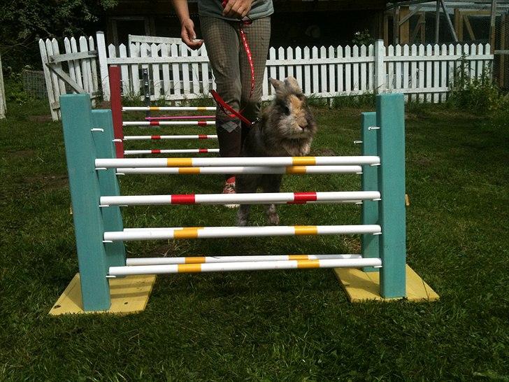 Kanin bobbie the famous billede 12