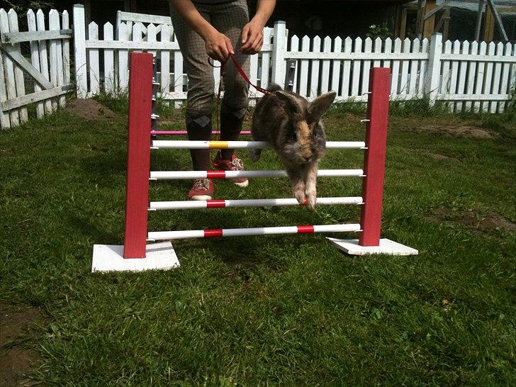 Kanin bobbie the famous billede 13