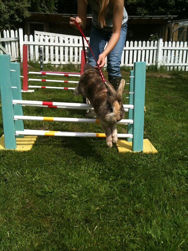 Kanin bobbie the famous billede 14