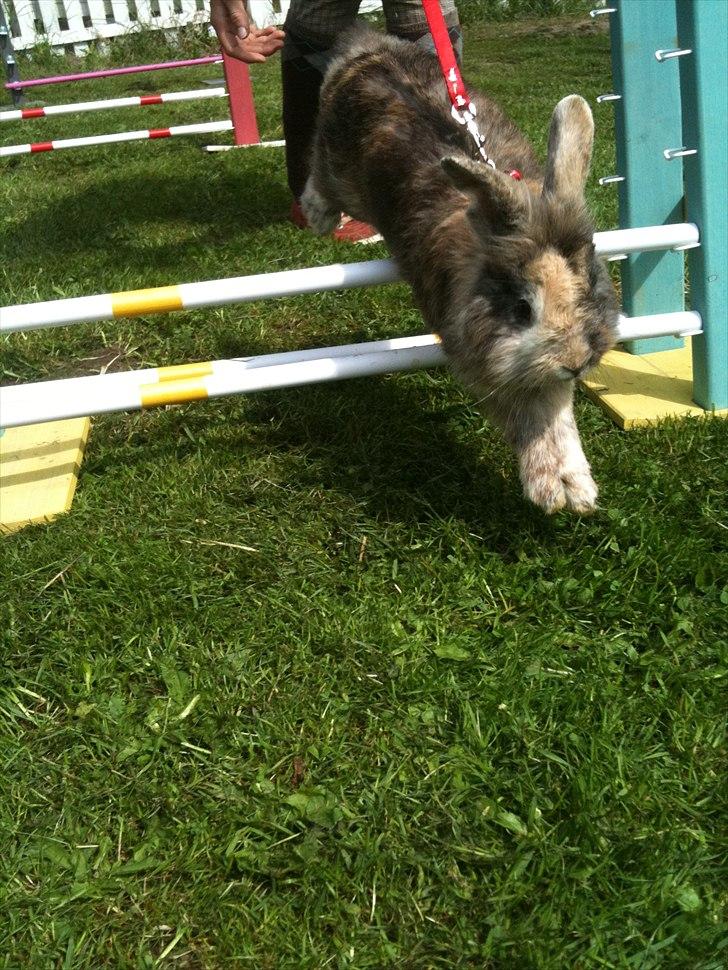 Kanin bobbie the famous billede 15