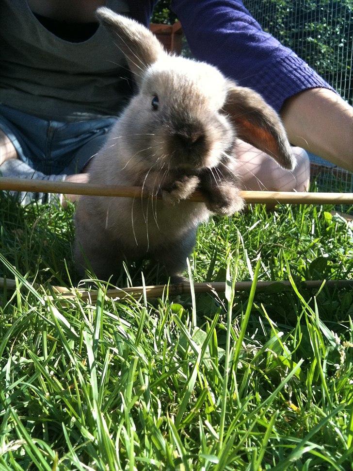 Kanin dublo billede 11