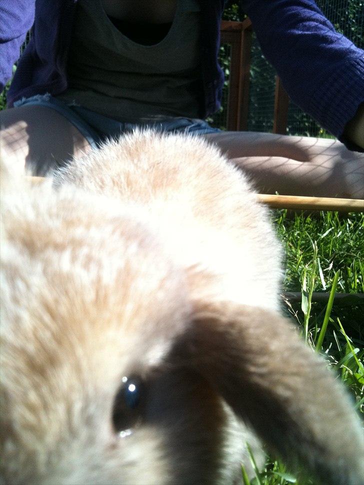 Kanin dublo billede 13