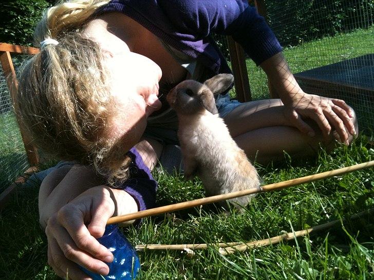 Kanin dublo billede 14