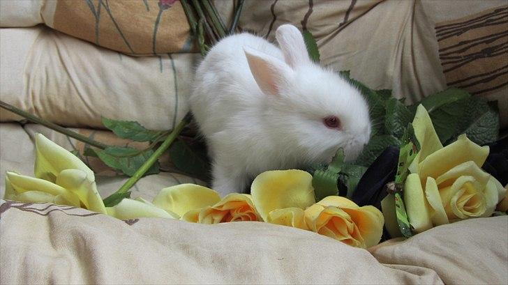 Kanin Momli's Beautiful Girl. <3 billede 1