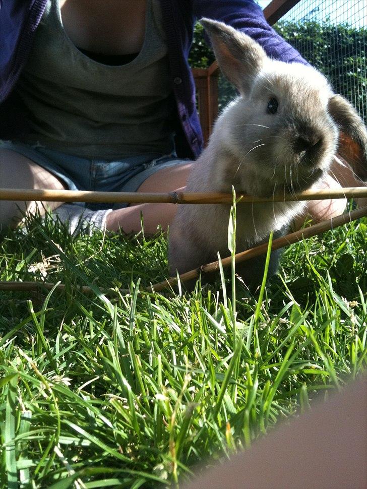 Kanin dublo billede 15