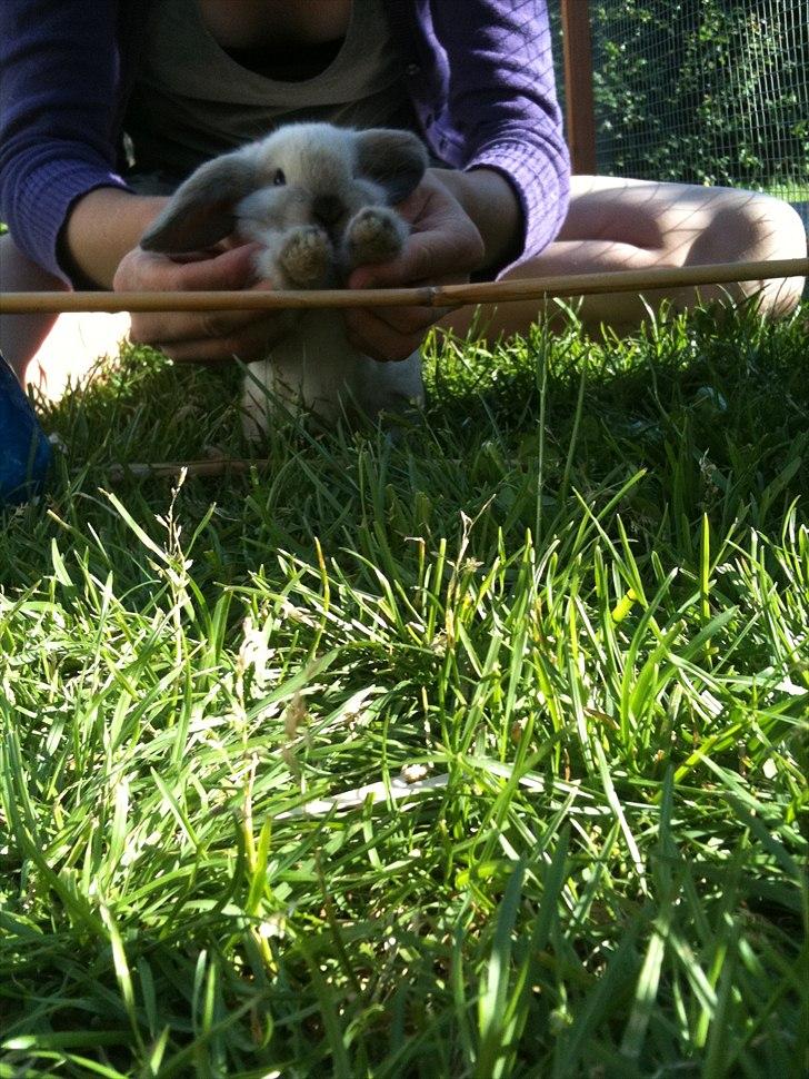 Kanin dublo billede 16