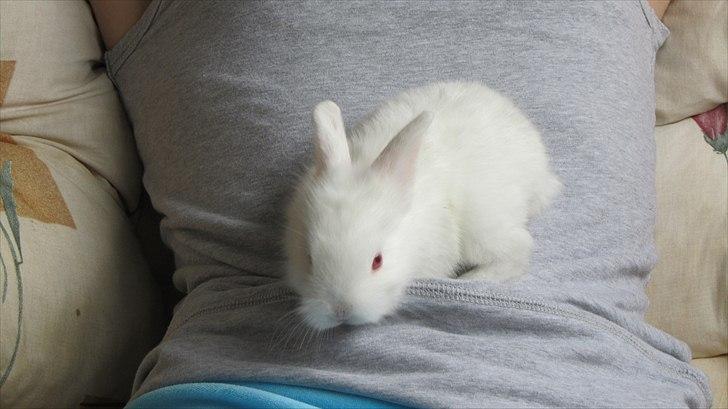 Kanin Momli's Beautiful Girl. <3 billede 3