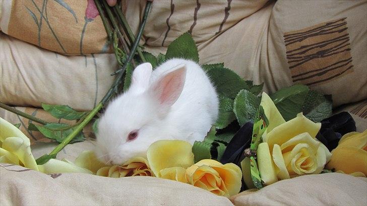 Kanin Momli's Beautiful Girl. <3 billede 4