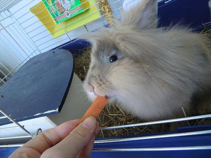 Kanin Stald muskatnød´s Chili  - Hun elsker gulerødder^^  billede 9