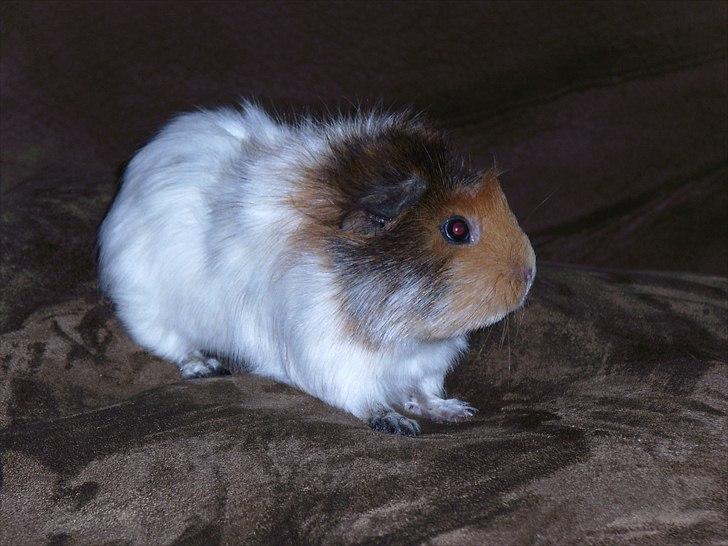 Marsvin Nynne - Lige da vi fik hende billede 1