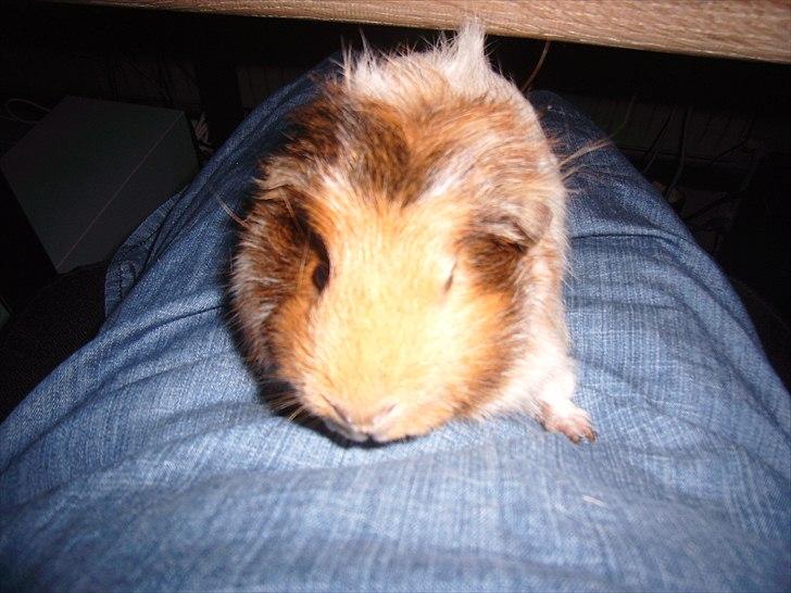 Marsvin Nynne billede 2