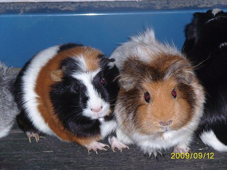 Marsvin Nynne - Sammen med sin halvsøster - Nynne og Pjuske billede 3