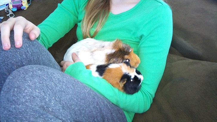 Marsvin Nynne - Igen Nynne og Pjuske billede 4