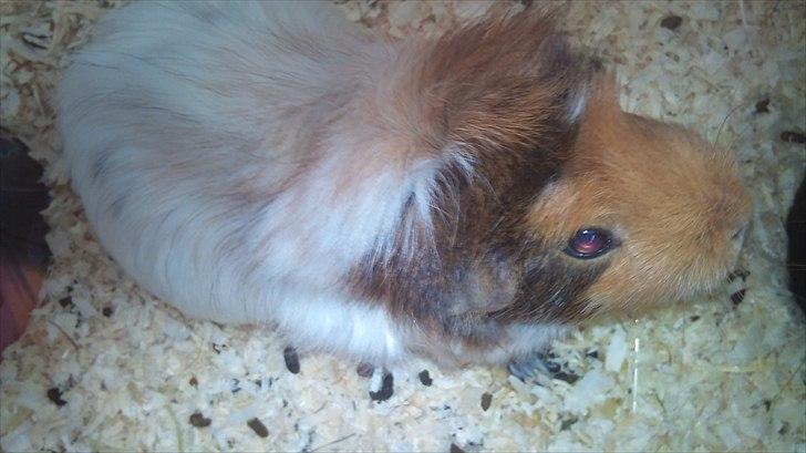 Marsvin Nynne - Se hvor hun putter billede 5