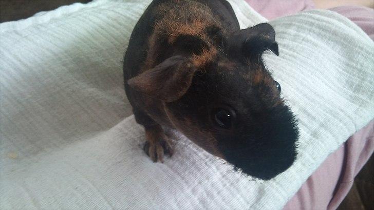 Marsvin Brownie billede 3