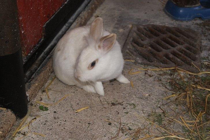 Kanin Snehvide billede 9