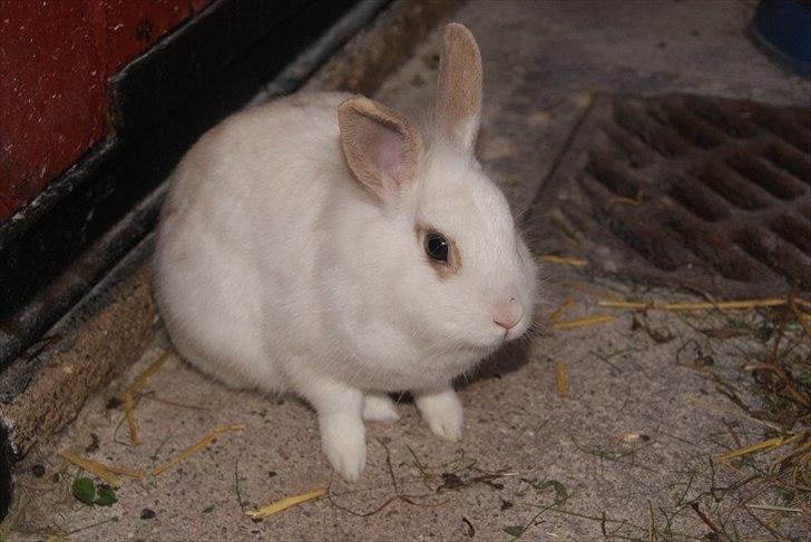 Kanin Snehvide billede 1