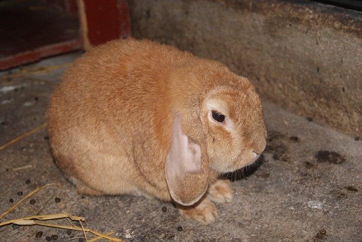 Kanin Oliver billede 10