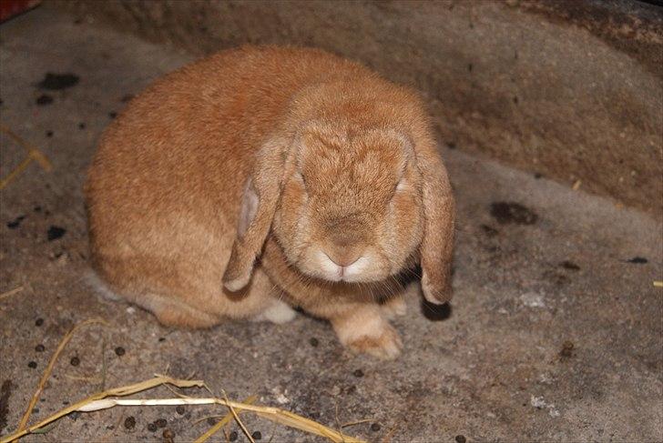 Kanin Oliver billede 1