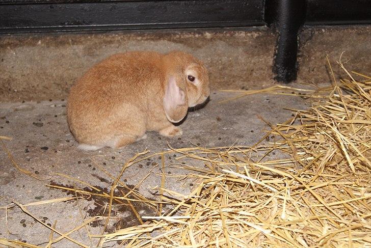 Kanin Oliver billede 11