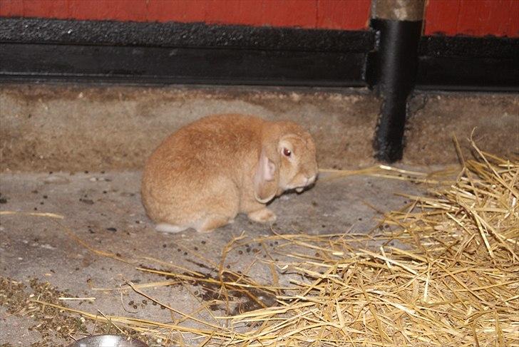 Kanin Oliver billede 12