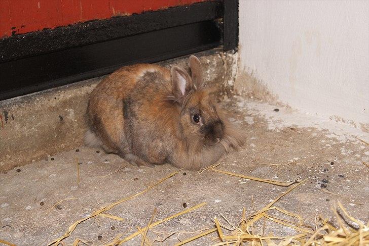 Kanin Belle billede 1