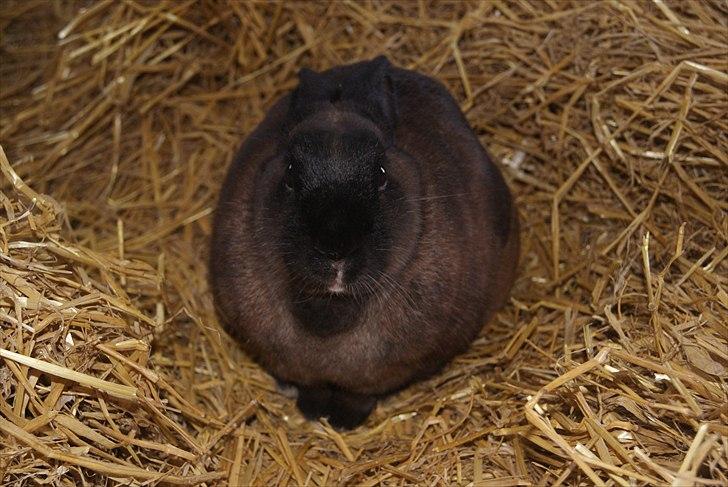 Kanin Lightning mcQueen billede 13