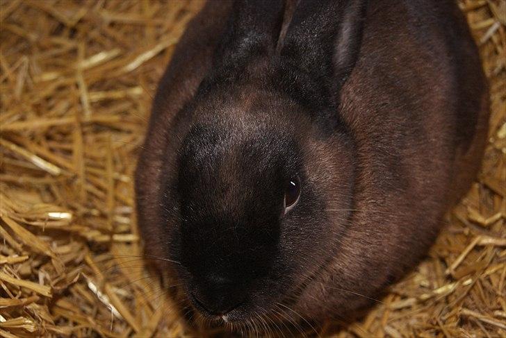 Kanin Lightning mcQueen billede 1