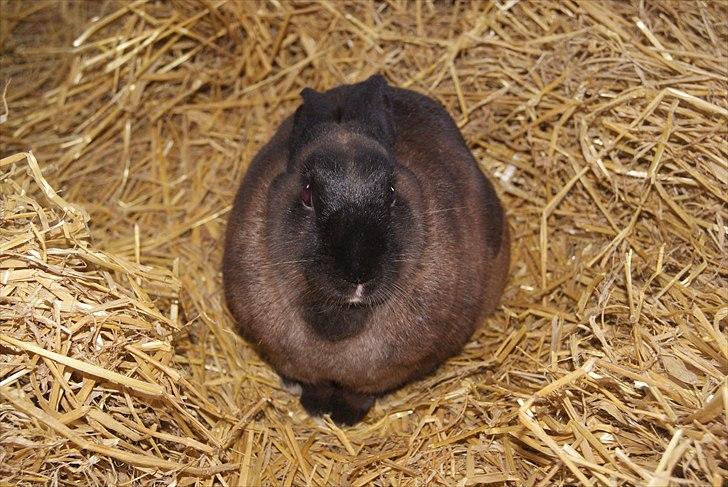 Kanin Lightning mcQueen billede 14