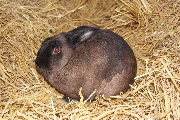 Kanin Lightning mcQueen billede 15